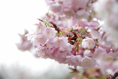 ＦＤ桜の花フレーク♯9