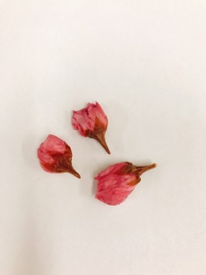 冷凍桜の花Ｍ－５　５００花入り